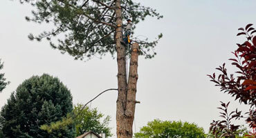 Tree Removal and Trimming